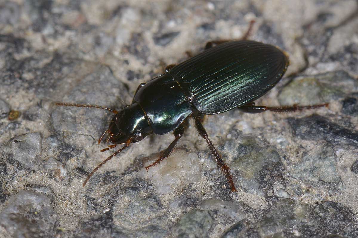 Harpalus?